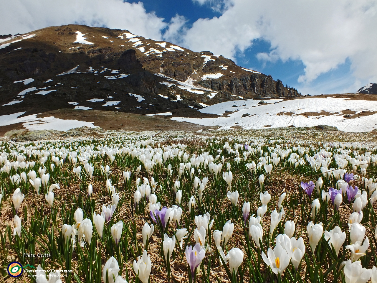 32 Il bianco dei crocus e della neve....JPG